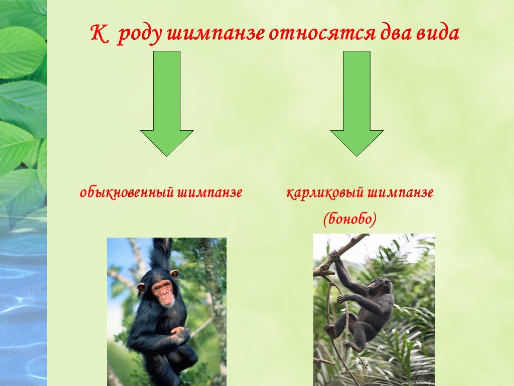 Шимпанзе какой род в русском языке. Род шимпанзе в русском языке. Род слова шимпанзе. Шимпанзе презентация. Шимпанзе словосочетание и род.