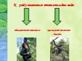 К роду шимпанзе относятся два вида обыкновенный шимпанзе карликовый шимпанзе (бонобо)