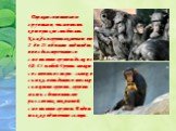 Держатся шимпанзе группами, численность которых не стабильна. Каждая группа включает от 2 до 25 и больше индивидов, иногда встречаются смешанные группы даже из 40-45 особей. Группа может состоять из пары - самец и самка, попадаются только самцовые группы, группы - мать с детенышами различных поколен