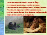 Спят шимпанзе в гнездах, лежа на боку с согнутыми коленями, а иногда на спине с вытянутыми или прижатыми к животу ногами. Гнезда они строят, подобно орангутанам, в средней части дерева. Для дневного отдыха гнездо строят на земле или на деревьях.