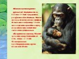 Шимпанзе размножаются круглый год. Беременность их длится 225 дней. Как правило, рождается один детеныш. Многие месяцы он тесно связан с матерью. Детеныши и подростки 3-8 лет много времени проводят в играх, с возрастом игры постепенно сменяются ритуальным обыскиванием у взрослых. Половой зрелости са