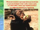 Шимпанзе питаются преимущественно растительной пищей, включающей сочные плоды, листья, орехи, молодые побеги, семена, кору деревьев, иногда не пренебрегают термитами и муравьями.