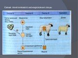 Схема генетического клонирования овцы