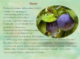 Плуот. Гибрид сливы и абрикоса, плуот назван по первому и последнему слогу двух английских слов: plum (слива) и apricot (абрикос). Снаружи плуот может быть розового, зеленого, бордового и фиолетового цвета, а внутри — от белого до насыщенного сливового. Его вывели в 1989 году в калифорнийском питомн