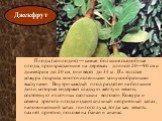 Плоды (соплодия) — самые большие съедобные плоды, произрастающие на деревьях: длиной 20—90 см и диаметром до 20 см, они весят до 34 кг. Их толстая кожура покрыта многочисленными конусообразными выступами. Внутри каждый плод разделен на большие доли, которые содержат сладкую жёлтую мякоть, состоящую 