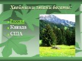 Хвойными лесами богаты: Россия Канада США