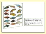 Разнообразие рыб цихлид озера Виктория. Более 500 видов цихлид произошли от общего предка в течение 12 тыс. лет.