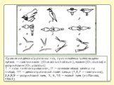 Сравнение демонстративных поз, принимаемых тремя видами зуйков — галстучником (Charadrius hiaticuln), малым (Ch. dubius) и уссурийским (Ch. placidus) I — поза «импонирования»; II — символическая замена на гнезде; III — демонстративный полет самца (1,4,7 — галстучник), 2,5,8,9 — уссурийский зуек, 3, 