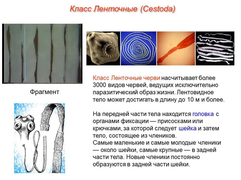 Жизнь ленточного червя. Представители класса ленточные черви цестоды. Класс ленточные черви (Cestoda). Тип плоские черви класс ленточные. Строение ленточных червей цестоды.