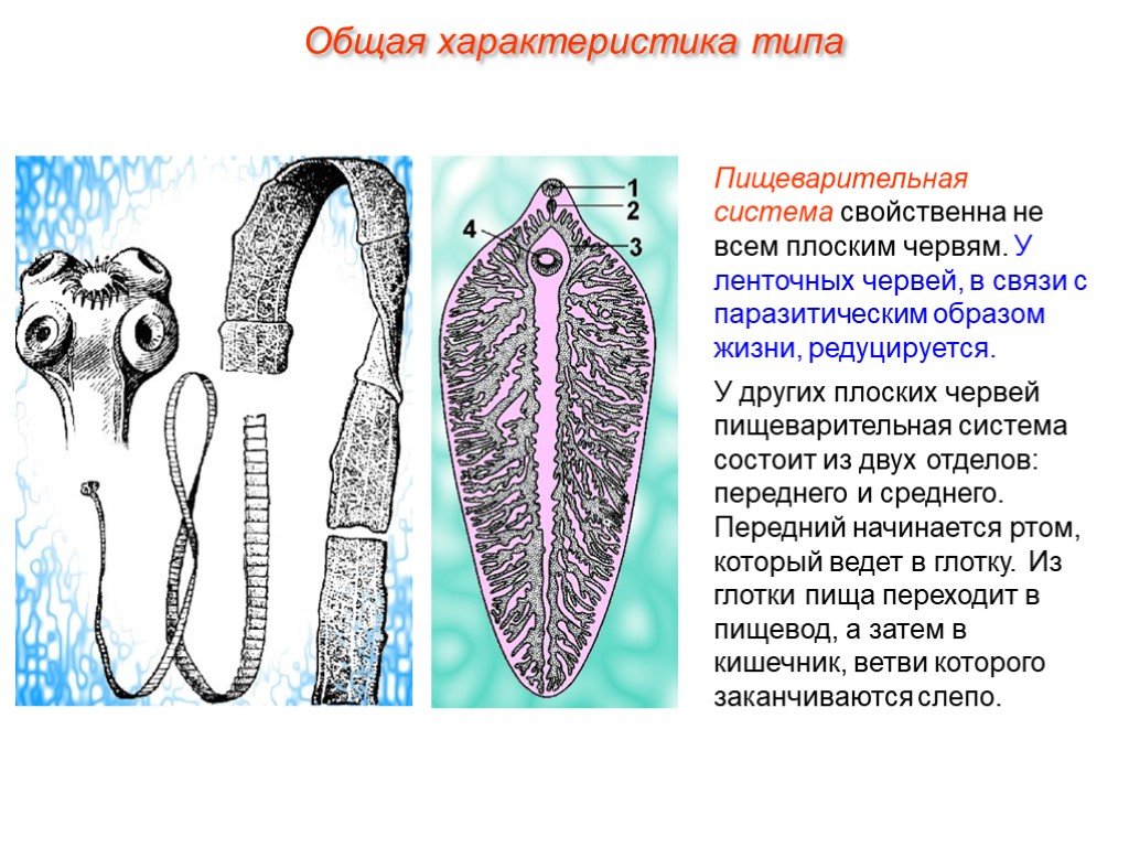 Плоские черви наличие полости. Пищеварительная система плоских червей ленточные. Пищеварительная система плоских червей паразитов. Тип пищеварительной системы у плоских червей.