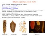 В типе Плоские черви изучаются три класса: Ресничные черви — Turbellaria, Сосальщики — Trematoda, Ленточные черви — Cestoda. Описано около 15 000 видов плоских червей. Часть из них живет в морях, пресных водоемах и во влажной почве, но большинство ведут паразитический образ жизни. Многие причиняют з