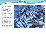 Ловля рыбы. Суда Дальнего Востока ведут лов рыбы в 8 промысловых районах Мирового океана из 20, на долю которых приходится около половины всех биологических ресурсов океанических водоёмов, при этом сырьевая база характеризуется большим разнообразием.