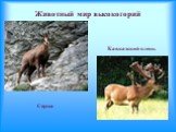 Животный мир высокогорий. Серна Кавказский олень