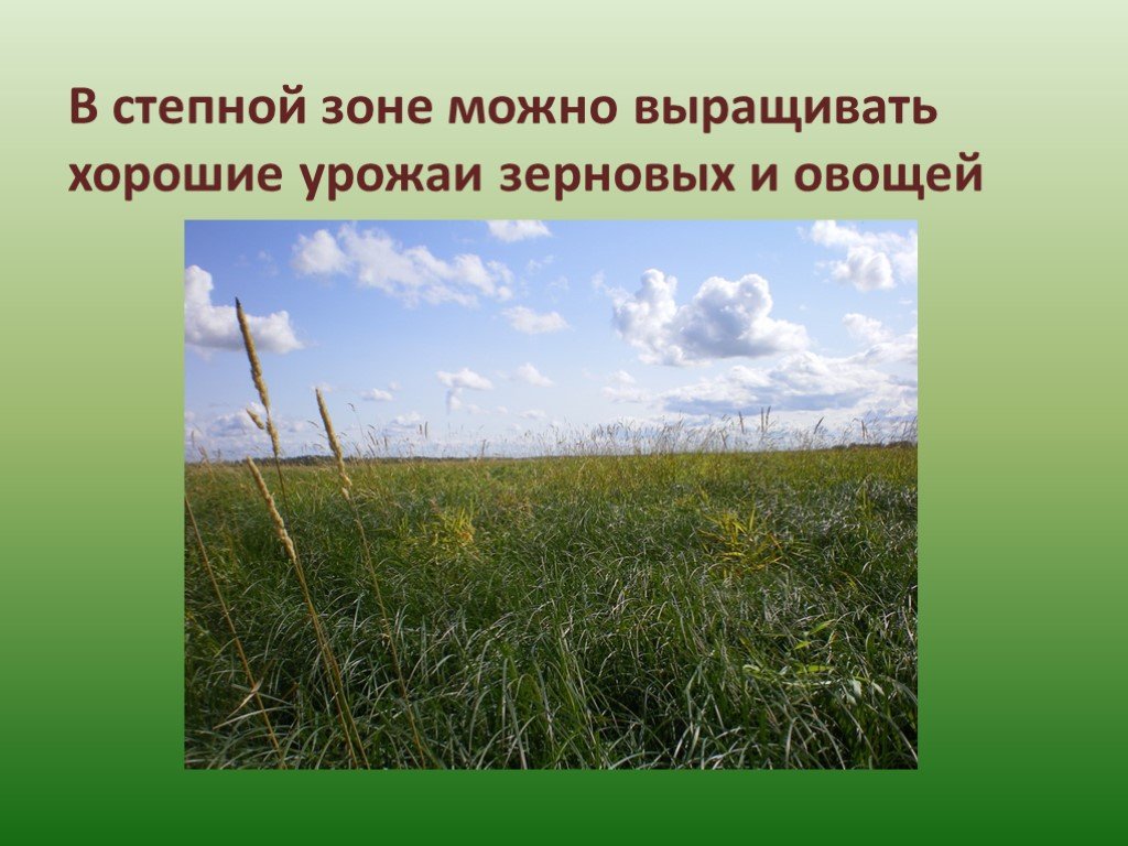Степная зона презентация. Степная зона Западной Сибири. Что выращивают в степи. Зона степей в Сибири. Название лесов в зоне степей.