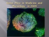 Nobel Prize in Medicine and Physiology in 2009