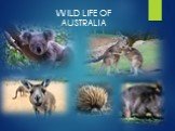 WILD LIFE OF AUSTRALIA