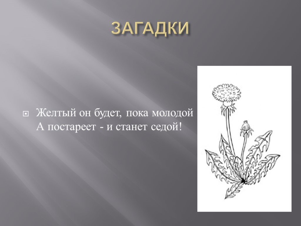 Желтые загадки. Поговорки про желтый цвет. Пословицы про желтый цвет. Загадка про желтый цвет.