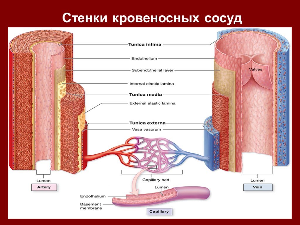 Стенки артерий и вен имеют. Стенки кровеносных сосудов. Кровеносные сосуды на стенах. Движение стенок кровеносных сосудов это. Строение сосудистой стенки.