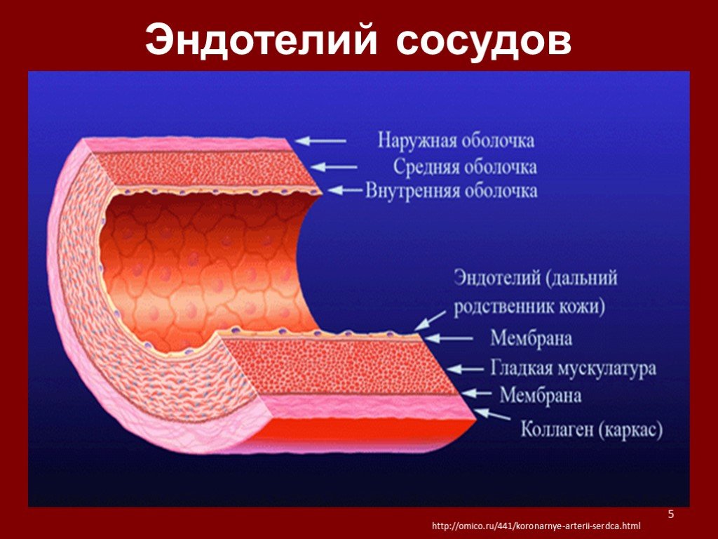 Эластичная оболочка. Структура сосуда эндотелий. Эндотелий кровеносных сосудов. Строение эндотелия сосудов. Строение эндотелия гистология.