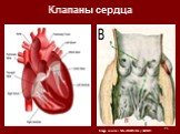 Клапаны сердца Image source: MedEdPortal / AAMC
