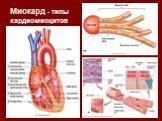Миокард - типы кардиомиоцитов