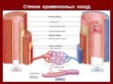 Стенки кровеносных сосуд