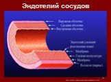 Эндотелий сосудов. http://omico.ru/441/koronarnye-arterii-serdca.html