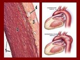 Морфофизиологические особенности и методы физикального исследования сердечно - сосудистой системы Слайд: 8