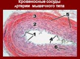Кровеносные сосуды Артерии мышечного типа