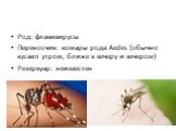 Род: флавивирусы Переносчик: комары рода Aedes (обычно кусают утром, ближе к вечеру и вечером) Резервуар: неизвестен