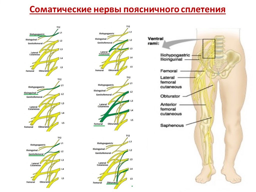 Поясничное сплетение схема