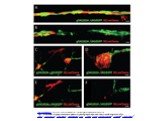 Dis Model Mech. 2015 Jun;8(6):553-64. doi: 10.1242/dmm.018184. Epub 2015 Mar 26. High-resolution live imaging reveals axon-glia interactions during peripheral nerve injury and repair in zebrafish. Xiao Y1, Faucherre A2, Pola-Morell L2, Heddleston JM3, Liu TL3, Chew TL3, Sato F4, Sehara-Fujisawa A4, 