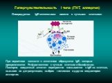 Гиперчувствительность I типа (ГНТ, аллергия). При первичном контакте с антигеном образуются IgE, которые прикрепляются Fc-фрагментом к тучным клеткам и базофилам. Повторно введенный антиген перекрестно связывается с IgE на клетках, вызывая их дегрануляцию, выброс гистамина и других медиаторов аллерг