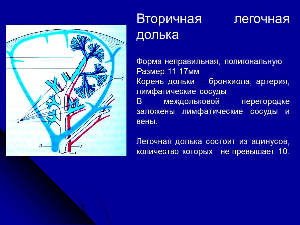 Легочный интерстиций. Вторичная легочная долька анатомия. Строение вторичной легочной дольки. Первичная легочная долька. Анатомия легочной дольки.