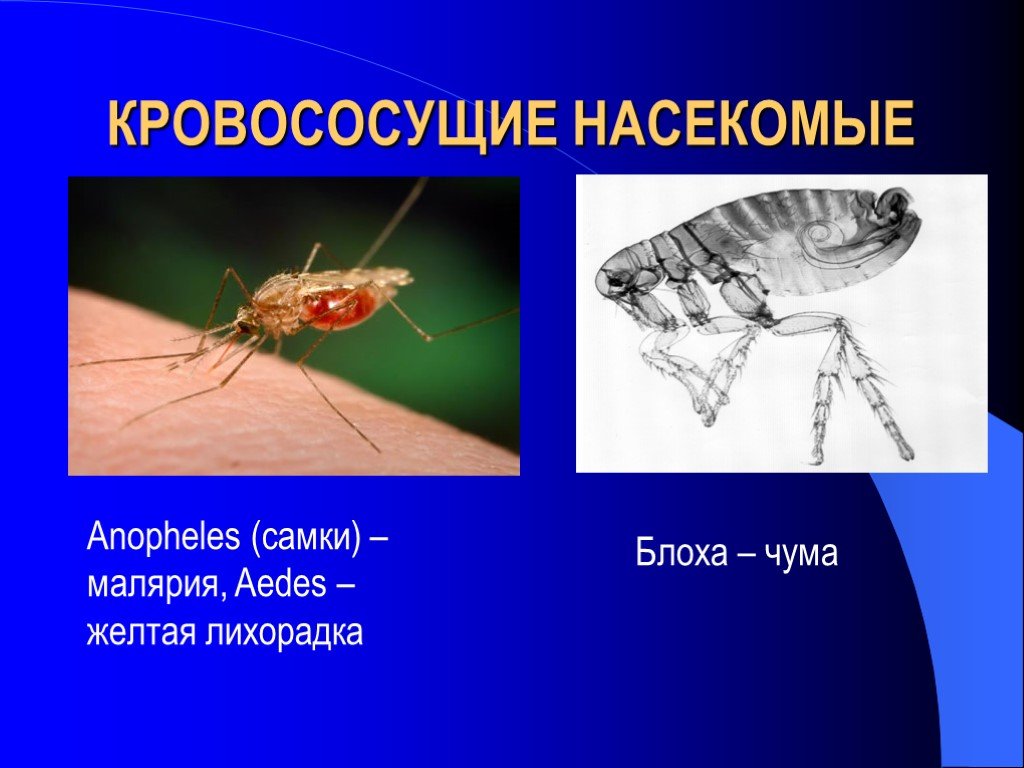 Блоха чума. Кровососущие насекомые. Какие насекомые питаются кровью. Кровососущие комары кровососущие. Anopheles насекомые.