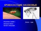 КРОВОСОСУЩИЕ НАСЕКОМЫЕ. Anopheles (самки) – малярия, Aedes – желтая лихорадка. Блоха – чума