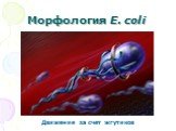 Морфология E. coli. Движение за счет жгутиков