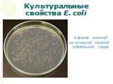 Культуральные свойства E. coli. S-форма колоний на основной плотной питательной среде