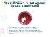 Агар ЭНДО - питательная среда с лактозой. Микроорганизмы, ферментирующие лактозу, образуют на среде колонии красного цвета с металлическим блеском. Лактозоотрицательные энтеробактерии образуют прозрачные, бесцветные колонии.