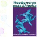 Морфология рода Shigella