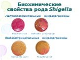 Биохимические свойства рода Shigella. Escherichia coli Klebsiella pneumoniae. Лактозоположительные микроорганизмы. Лактозоотрицательные микроорганизмы. Salmonella typhi Shigella sonnei