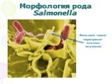 Морфология рода Salmonella. большое число перетрихи-альных жгутиков