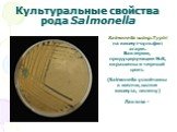 Культуральные свойства рода Salmonella. Salmonella subsp.Typhi на висмут-сульфит агаре. Бактерии, продуцирующие H2S, окрашены в черный цвет. (Salmonella устойчивы к желчи, солям висмута, селену) Лактоза -