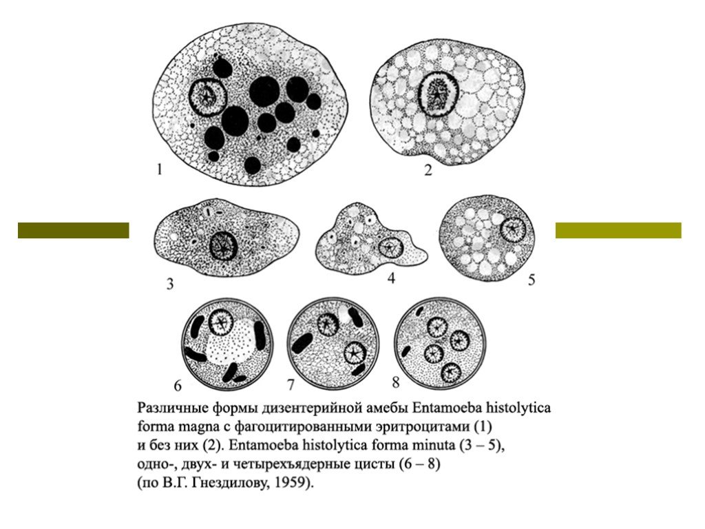 Простейшие этапы развития. Дизентерийная амеба (Entamoeba histolytica). Циста дизентерийной амебы. Вегетативная форма дизентерийной амебы. Entamoeba histolytica циста строение.