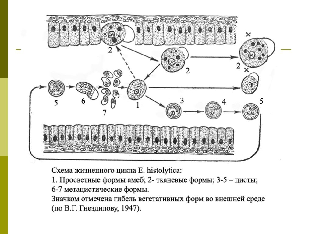 Жизненный цикл дизентерийной амебы схема