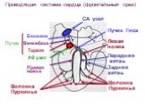 Проводящая система сердца (фронтальный срез). Бахмана Венкебаха Тореля Пучки Передняя ветвь Задняя ветвь