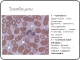 Тромбоциты. 1 —тромбоциты. Представляют собой безъядерные фрагменты цитоплазмы мегакариоцитов, циркулирующие в крови. По размеру в несколько раз меньше эритроцитов. 2 — палочкоядерный нейтрофил Основная функция кровяных пластинок — участие в процессе свертывания