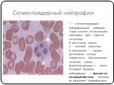 Сегментоядерный нейтрофил. 1 — сегментоядерный нейтрофильный лейкоцит. Ядро состоит из нескольких связанных друг с другом сегментов. В нем можно видеть 2 — половой хроматин. В цитоплазме — трудно различимая мелкая зернистость, обусловленная наличием гранул фиолетово-розового цвета. Основная функция 