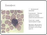 Базофил. 1 — базофильный гранулоцит. В цитоплазме — большое количество круглых базофипьных гранул фиолетово-вишневого цвета Сквозь них с трудом просматривается ядро. Последнее обычно имеет дольчатую структуру, но разглядеть это не всегда удается,