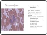 Эозинофил. 1 —эозинофильный гранулоцит. Ядро имеет 2 сегмента. В цитоплазме органеллы общего назначения и гранулы. Среди гранул различают: азурофильные (первичные) и эозинофильные (вторичные), являющиеся модифицированными лизосомами.